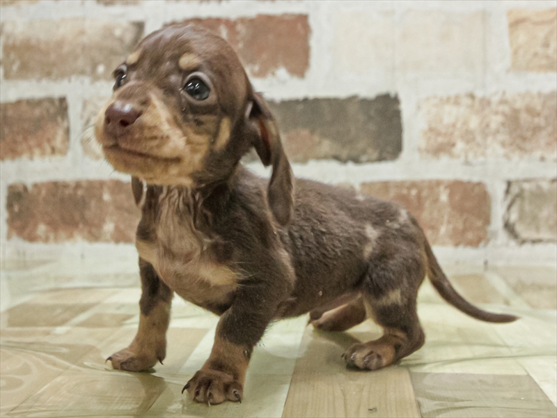 愛知県のカニンヘンダックスフンド(ロング) (ワンラブカインズ小牧店(FC)/2025年9月14日生まれ/男の子/チョコレートダップル)の子犬の2枚目の画像