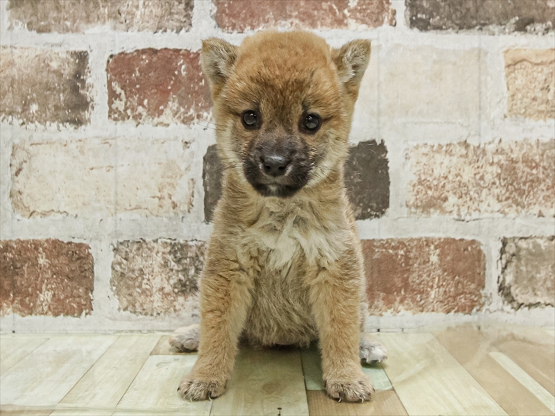 愛知県の豆柴 (ワンラブ名古屋守山インター総本店/2025年9月20日生まれ/女の子/赤)の子犬の3枚目の画像