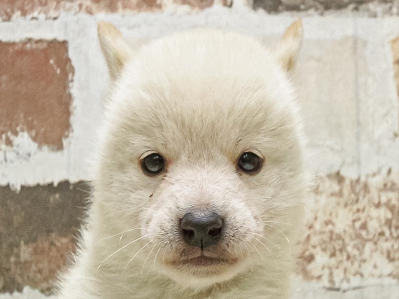 滋賀県の豆柴 (ワンラブイオンタウン彦根店/2025年9月20日生まれ/男の子/白)の子犬の1枚目の画像