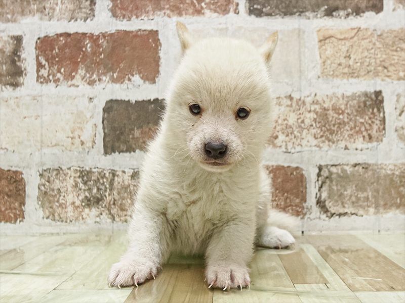 滋賀県の豆柴 (ワンラブイオンタウン彦根店/2025年9月20日生まれ/男の子/白)の子犬の3枚目の画像
