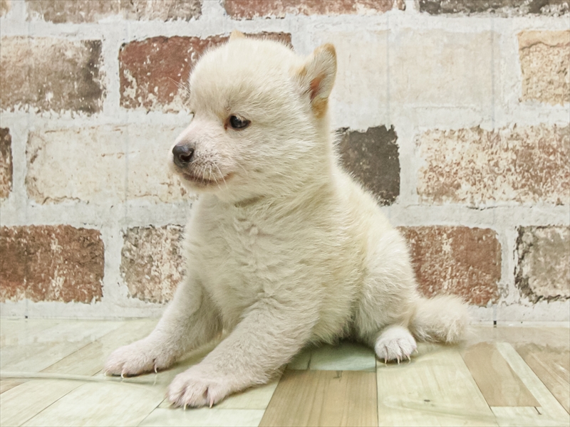 滋賀県の豆柴 (ワンラブイオンタウン彦根店/2025年9月20日生まれ/男の子/白)の子犬の2枚目の画像