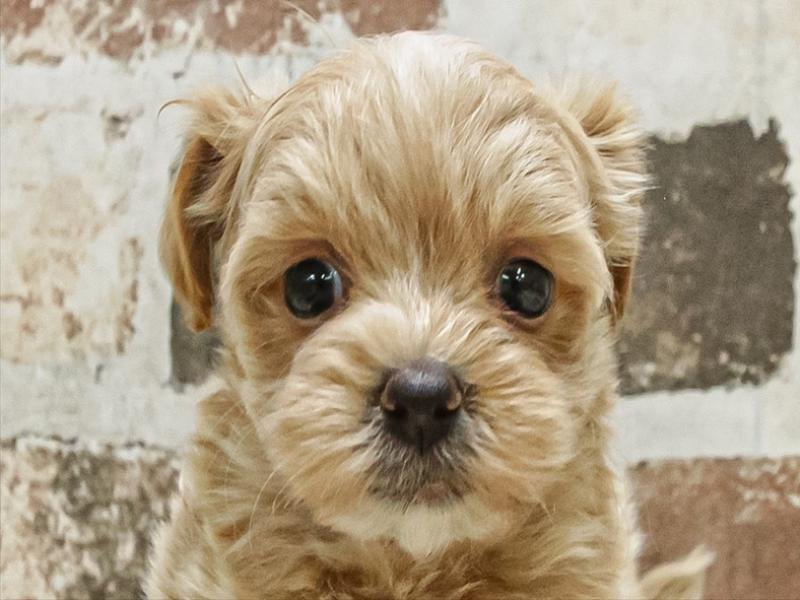 愛知県のマルプー(マルチーズ×プードル) (ワンラブペッツビレッジ アピタ刈谷店(FC)/2025年9月17日生まれ/女の子/アプリコット)の子犬