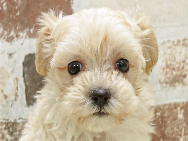 鹿児島県のマルプー(マルチーズ×プードル) (ワンラブニシムタ N'sCITY谷山店/2025年9月18日生まれ/女の子/クリーム)の子犬の1枚目の画像