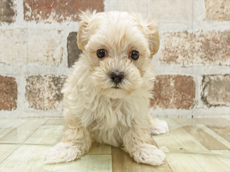 鹿児島県のマルプー(マルチーズ×プードル) (ワンラブニシムタ N'sCITY谷山店/2025年9月18日生まれ/女の子/クリーム)の子犬の3枚目の画像