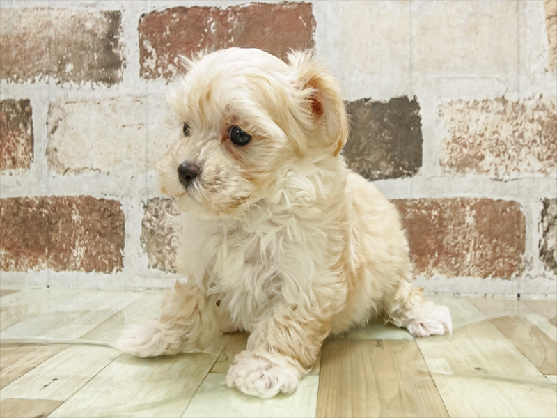 鹿児島県のマルプー(マルチーズ×プードル) (ワンラブニシムタ N'sCITY谷山店/2025年9月18日生まれ/女の子/クリーム)の子犬の2枚目の画像