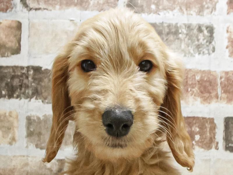 愛知県のゴールデンドゥードゥル(ゴールデン×プードル) (ワンラブカインズ小牧店(FC)/2025年9月19日生まれ/女の子/クリーム)の子犬の1枚目の画像