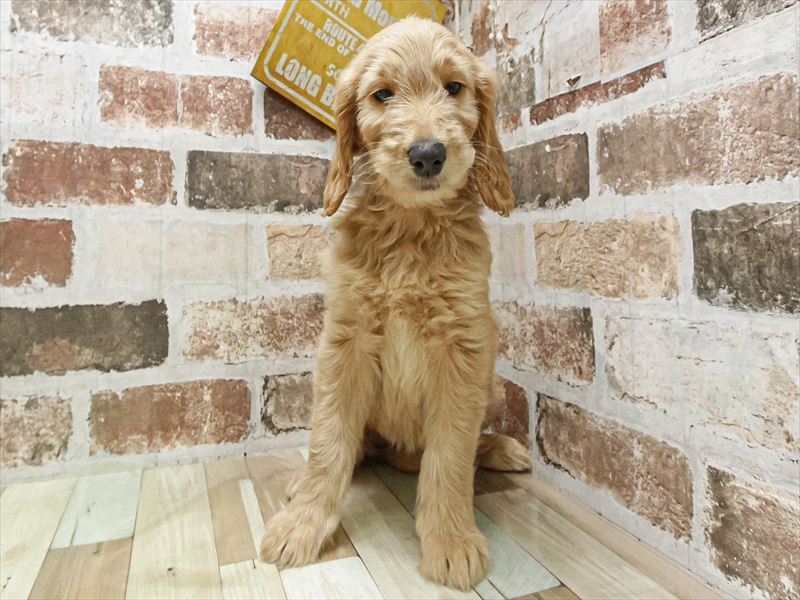 愛知県のゴールデンドゥードゥル(ゴールデン×プードル) (ワンラブカインズ小牧店(FC)/2025年9月19日生まれ/女の子/クリーム)の子犬の3枚目の画像