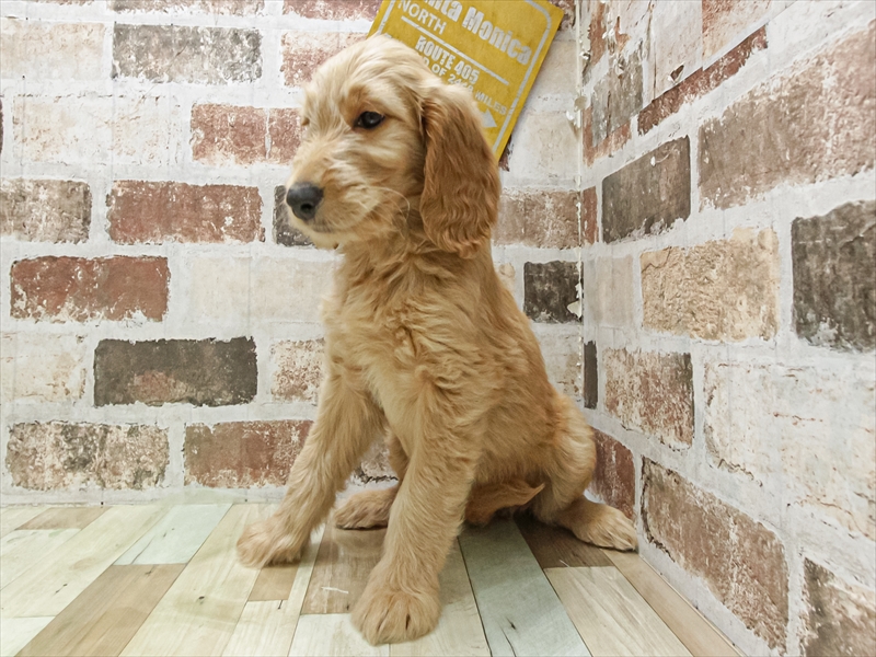 愛知県のゴールデンドゥードゥル(ゴールデン×プードル) (ワンラブカインズ小牧店(FC)/2025年9月19日生まれ/女の子/クリーム)の子犬の2枚目の画像