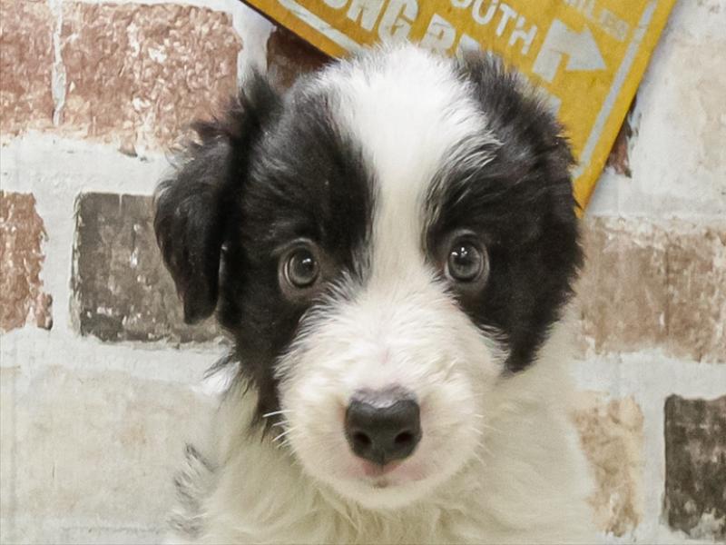 福岡県のボーダーコリー (ワンラブ福岡総本店/2025年9月18日生まれ/男の子/ブラックホワイト)の子犬の1枚目の画像