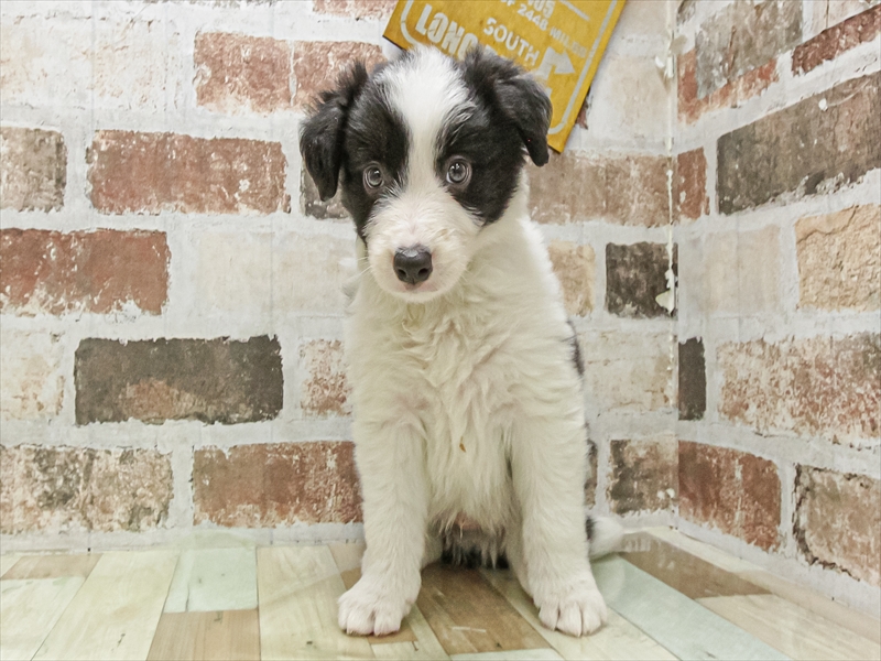 福岡県のボーダーコリー (ワンラブ福岡総本店/2025年9月18日生まれ/男の子/ブラックホワイト)の子犬の3枚目の画像