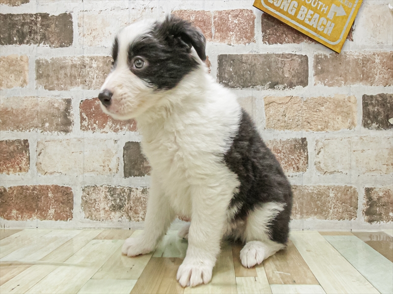 福岡県のボーダーコリー (ワンラブ福岡総本店/2025年9月18日生まれ/男の子/ブラックホワイト)の子犬の2枚目の画像