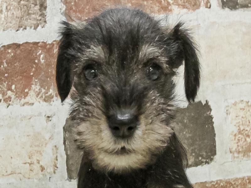 愛知県のミニチュアシュナウザー (ワンラブカインズ小牧店(FC)/2025年9月19日生まれ/女の子/ソルトペッパー)の子犬の1枚目の画像