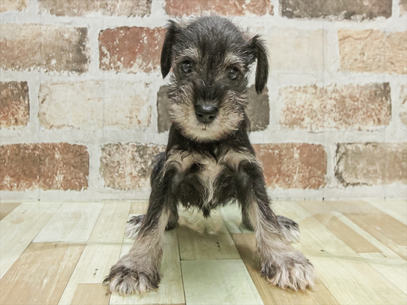 愛知県のミニチュアシュナウザー (ワンラブカインズ小牧店(FC)/2025年9月19日生まれ/女の子/ソルトペッパー)の子犬の3枚目の画像