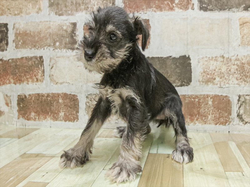 愛知県のミニチュアシュナウザー (ワンラブカインズ小牧店(FC)/2025年9月19日生まれ/女の子/ソルトペッパー)の子犬の2枚目の画像