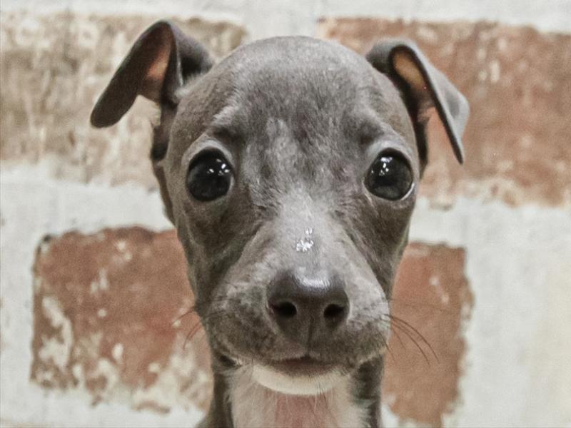 福岡県のイタリアングレーハウンド (ワンラブ福岡総本店/2025年9月6日生まれ/女の子/ブルーホワイト)の子犬の1枚目の画像