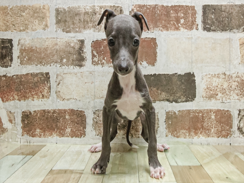 福岡県のイタリアングレーハウンド (ワンラブ福岡総本店/2025年9月6日生まれ/女の子/ブルーホワイト)の子犬の3枚目の画像