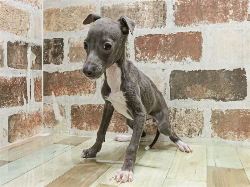 福岡県のイタリアングレーハウンド (ワンラブ福岡総本店/2025年9月6日生まれ/女の子/ブルーホワイト)の子犬の2枚目の画像