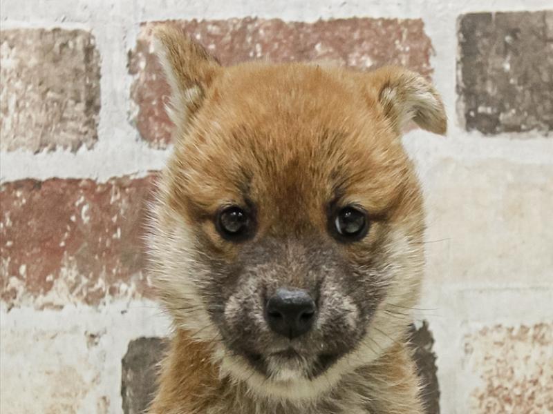 愛知県の柴犬(標準サイズ) (ワンラブペッツビレッジ アピタ木曽川店(FC)/2025年9月20日生まれ/女の子/赤)の子犬の1枚目の画像