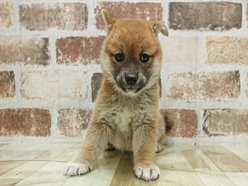 愛知県の柴犬(標準サイズ) (ワンラブペッツビレッジ アピタ木曽川店(FC)/2025年9月20日生まれ/女の子/赤)の子犬の3枚目の画像