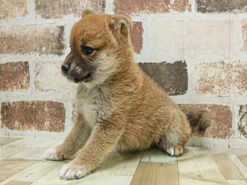 愛知県の柴犬(標準サイズ) (ワンラブペッツビレッジ アピタ木曽川店(FC)/2025年9月20日生まれ/女の子/赤)の子犬の2枚目の画像