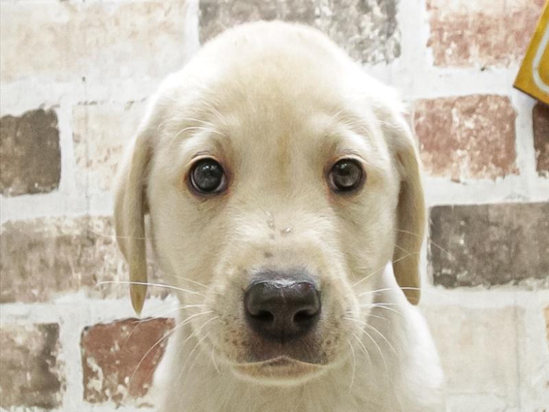 鹿児島県のラブラドールレトリーバー (ワンラブニシムタ N'sCITY谷山店/2025年9月20日生まれ/男の子/イエロー)の子犬の1枚目の画像