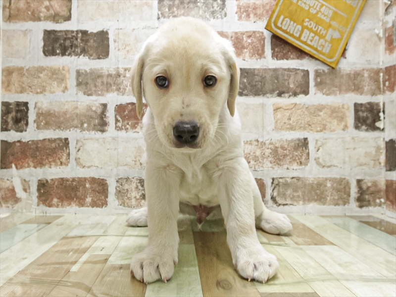 鹿児島県のラブラドールレトリーバー (ワンラブニシムタ N'sCITY谷山店/2025年9月20日生まれ/男の子/イエロー)の子犬の3枚目の画像