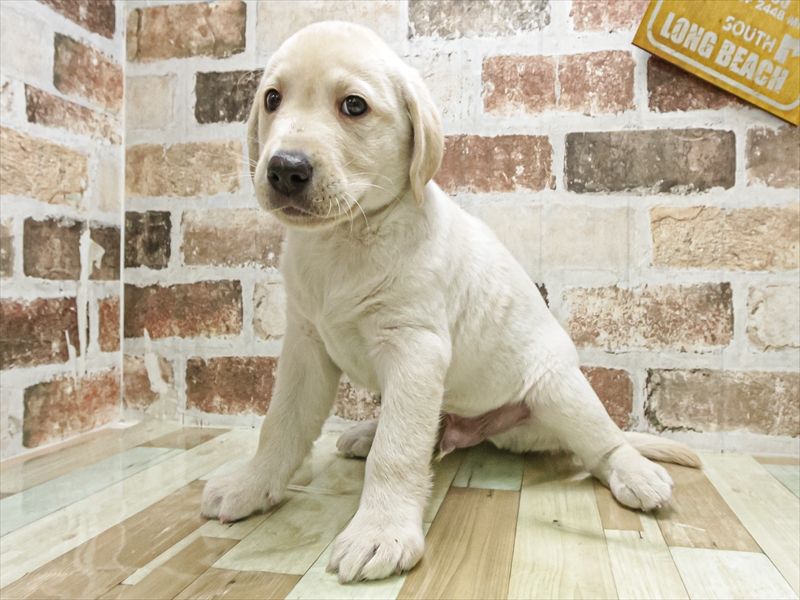 鹿児島県のラブラドールレトリーバー (ワンラブニシムタ N'sCITY谷山店/2025年9月20日生まれ/男の子/イエロー)の子犬の2枚目の画像