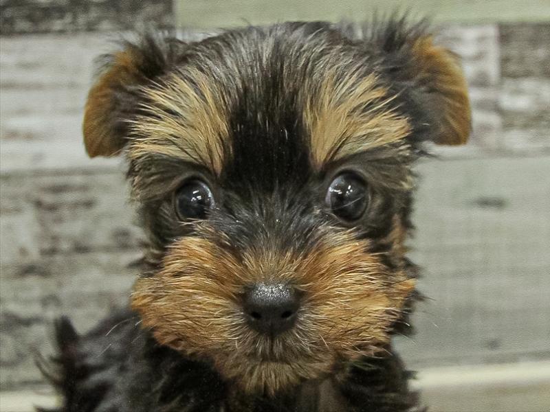 福岡県のヨークシャーテリア (ワンラブ福岡総本店/2025年9月20日生まれ/女の子/スチールブルータン)の子犬の1枚目の画像