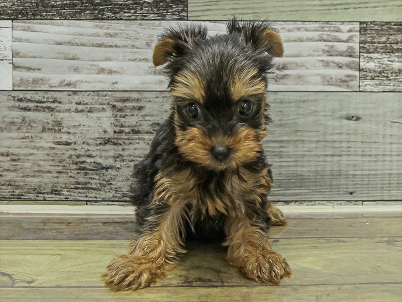 福岡県のヨークシャーテリア (ワンラブ福岡総本店/2025年9月20日生まれ/女の子/スチールブルータン)の子犬の3枚目の画像