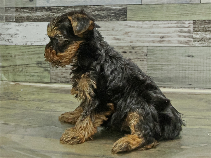 福岡県のヨークシャーテリア (ワンラブ福岡総本店/2025年9月20日生まれ/女の子/スチールブルータン)の子犬の2枚目の画像