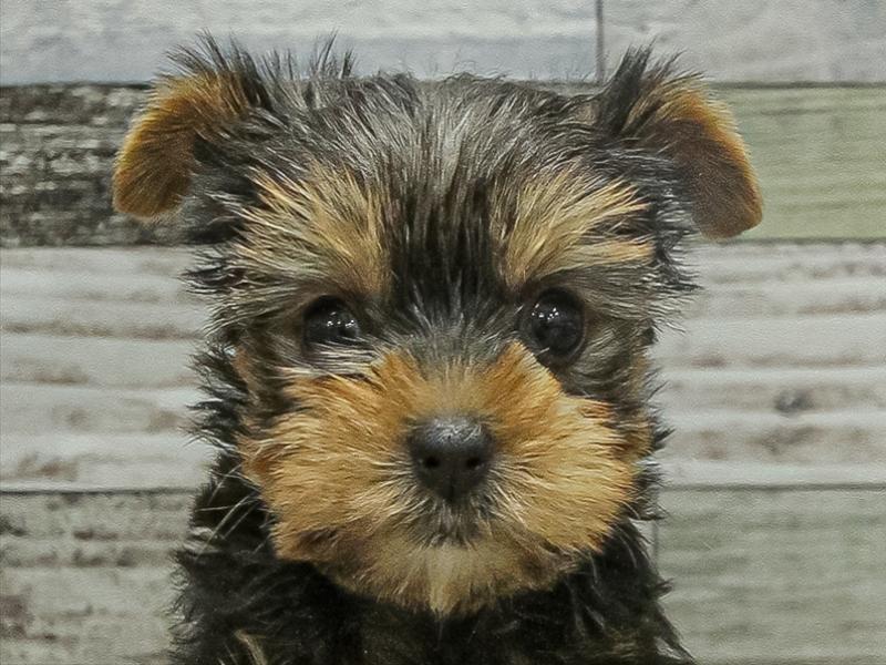 香川県のヨークシャーテリア (ワンラブイオンタウン宇多津店/2025年9月20日生まれ/女の子/スチールブルータン)の子犬の1枚目の画像