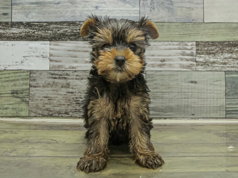 香川県のヨークシャーテリア (ワンラブイオンタウン宇多津店/2025年9月20日生まれ/女の子/スチールブルータン)の子犬の3枚目の画像