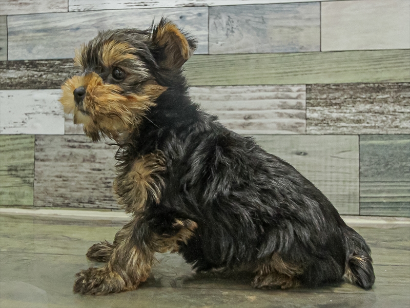 香川県のヨークシャーテリア (ワンラブイオンタウン宇多津店/2025年9月20日生まれ/女の子/スチールブルータン)の子犬の2枚目の画像