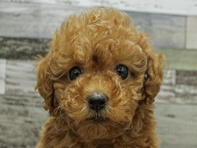 香川県のトイプードル(トイ) (ワンラブイオンタウン宇多津店/2025年9月20日生まれ/女の子/レッド)の子犬の1枚目の画像