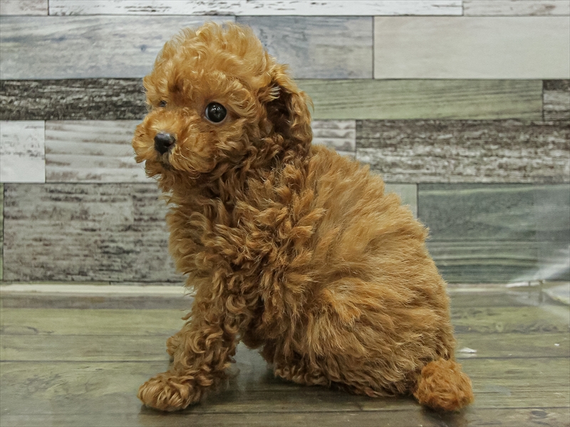 香川県のトイプードル(トイ) (ワンラブイオンタウン宇多津店/2025年9月20日生まれ/女の子/レッド)の子犬の2枚目の画像