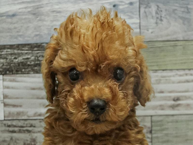 宮崎県のトイプードル(トイ) (ワンラブｽｰﾊﾟｰｾﾝﾀｰﾆｼﾑﾀ五十市店/2025年9月20日生まれ/男の子/レッド)の子犬の1枚目の画像