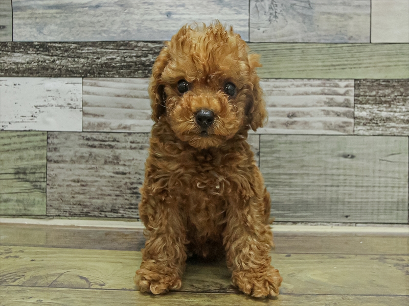 宮崎県のトイプードル(トイ) (ワンラブｽｰﾊﾟｰｾﾝﾀｰﾆｼﾑﾀ五十市店/2025年9月20日生まれ/男の子/レッド)の子犬の3枚目の画像