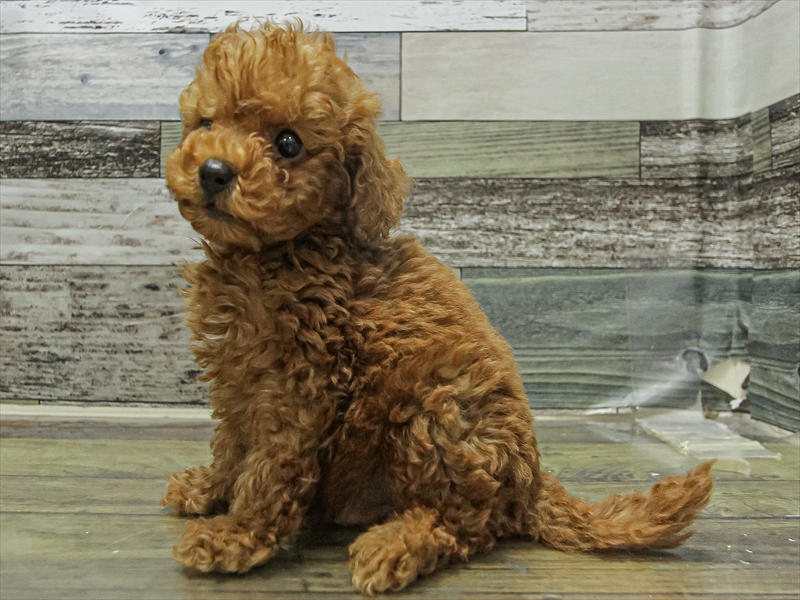 宮崎県のトイプードル(トイ) (ワンラブｽｰﾊﾟｰｾﾝﾀｰﾆｼﾑﾀ五十市店/2025年9月20日生まれ/男の子/レッド)の子犬の2枚目の画像