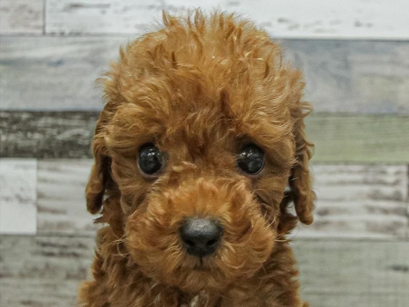 愛知県のトイプードル(トイ) (ワンラブイオンモール常滑店/2025年9月19日生まれ/女の子/レッド)の子犬の1枚目の画像