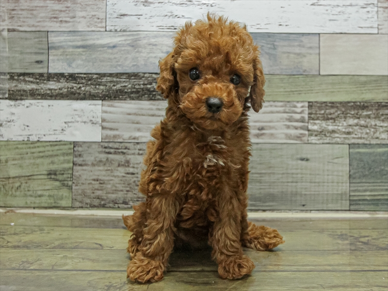 愛知県のトイプードル(トイ) (ワンラブイオンモール常滑店/2025年9月19日生まれ/女の子/レッド)の子犬の3枚目の画像