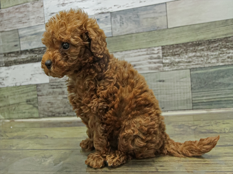 愛知県のトイプードル(トイ) (ワンラブイオンモール常滑店/2025年9月19日生まれ/女の子/レッド)の子犬の2枚目の画像