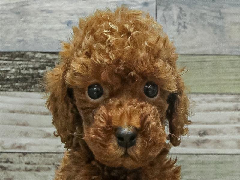 愛知県のトイプードル(トイ) (ワンラブペッツビレッジ アピタ木曽川店(FC)/2025年9月19日生まれ/男の子/レッド)の子犬の1枚目の画像