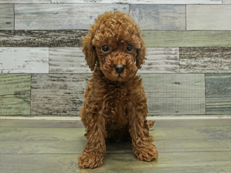 愛知県のトイプードル(トイ) (ワンラブペッツビレッジ アピタ木曽川店(FC)/2025年9月19日生まれ/男の子/レッド)の子犬の3枚目の画像