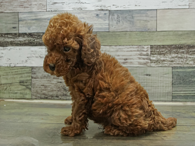 愛知県のトイプードル(トイ) (ワンラブペッツビレッジ アピタ木曽川店(FC)/2025年9月19日生まれ/男の子/レッド)の子犬の2枚目の画像