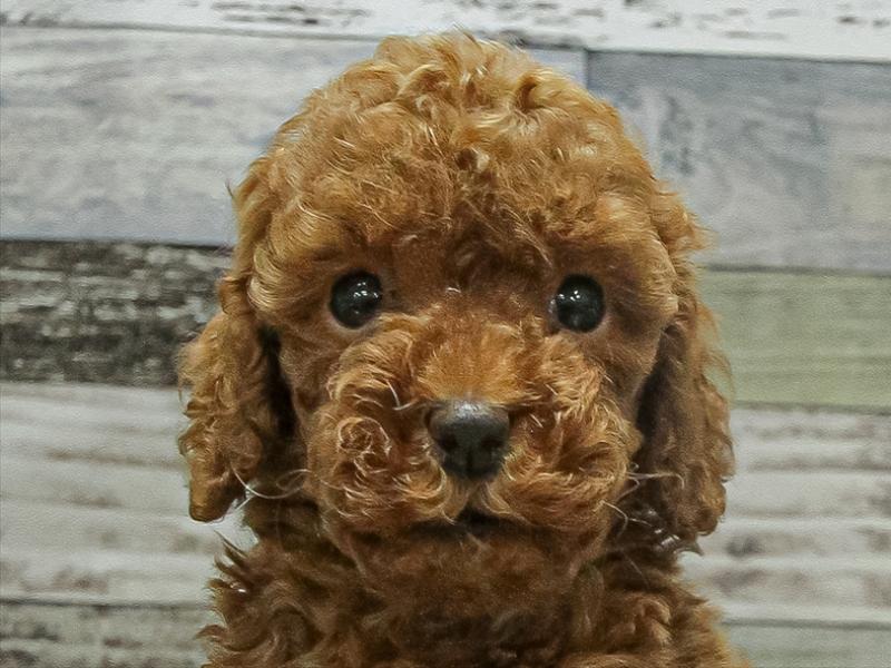 鹿児島県のトイプードル(トイ) (ワンラブニシムタ与次郎店/2025年9月19日生まれ/女の子/レッド)の子犬の1枚目の画像