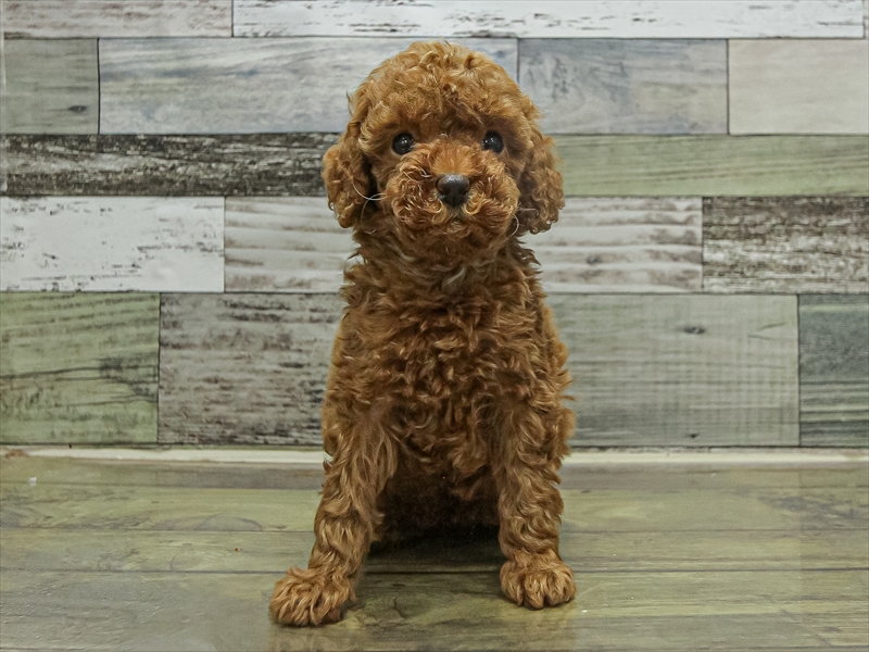 鹿児島県のトイプードル(トイ) (ワンラブニシムタ与次郎店/2025年9月19日生まれ/女の子/レッド)の子犬の3枚目の画像