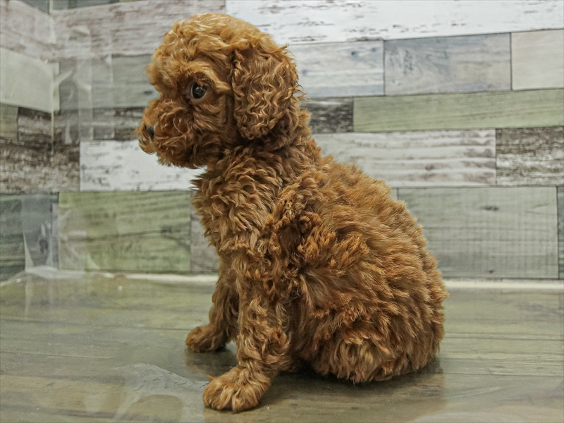 鹿児島県のトイプードル(トイ) (ワンラブニシムタ与次郎店/2025年9月19日生まれ/女の子/レッド)の子犬の2枚目の画像