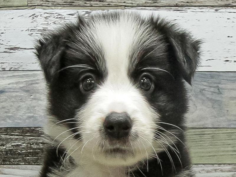 福岡県のボーダーコリー (ワンラブ福岡総本店/2025年9月20日生まれ/男の子/ブラックホワイト)の子犬の1枚目の画像