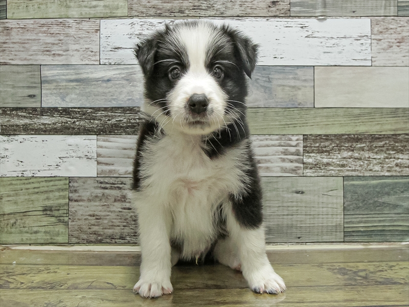 福岡県のボーダーコリー (ワンラブ福岡総本店/2025年9月20日生まれ/男の子/ブラックホワイト)の子犬の3枚目の画像