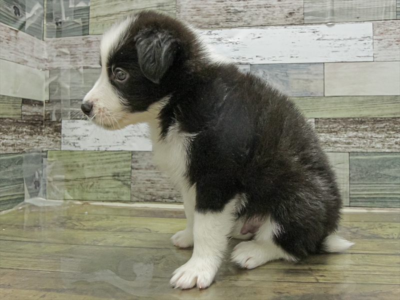 福岡県のボーダーコリー (ワンラブ福岡総本店/2025年9月20日生まれ/男の子/ブラックホワイト)の子犬の2枚目の画像